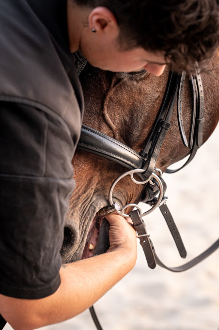 Contrôle de la position du mors dans la bouche d'un cheval bai