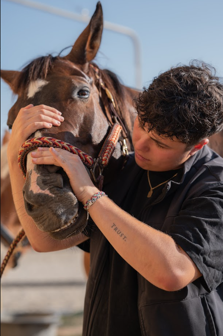 Palpation de la tête d'un cheval bai avant le choix du harnachement