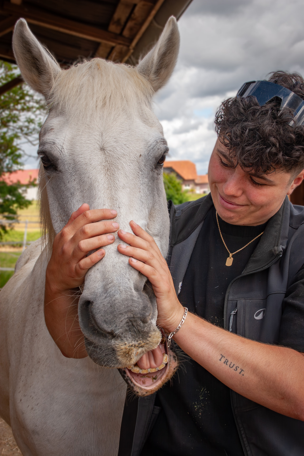 Analyse de la bouche d'un cheval gris lors d'un bit fitting