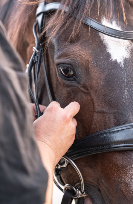 Vérification du dégagement du bridon autour de l'œil d'un cheval bai