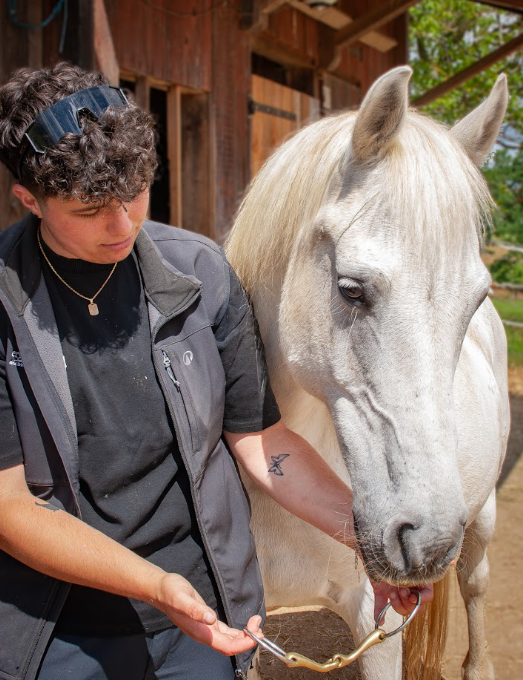 Présentation d'un mors d'essai à un cheval blanc
