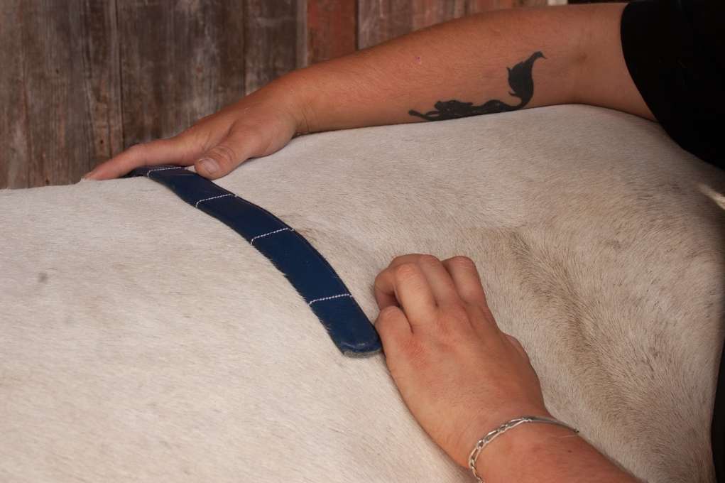 Prise de mesure du dos du cheval avec un ruban de mesure souple
