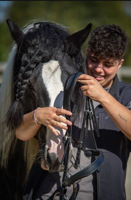 Essai d'un bridon sur un cheval pie
