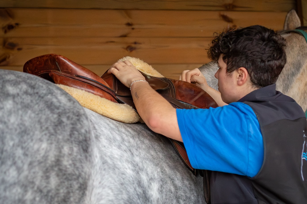 Positionnement d'une selle en cuir sur un cheval gris