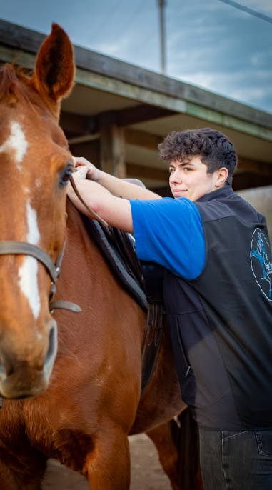 Réglage du matériel sur un cheval alezan